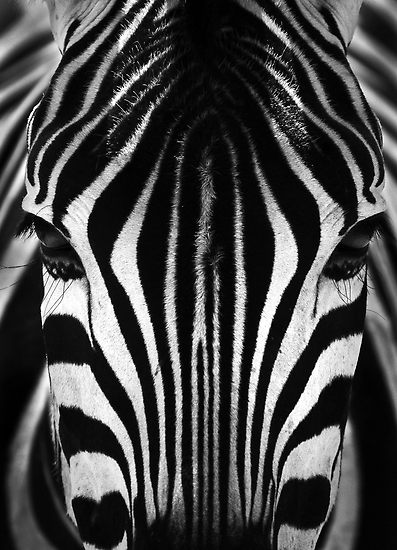 Zebra face